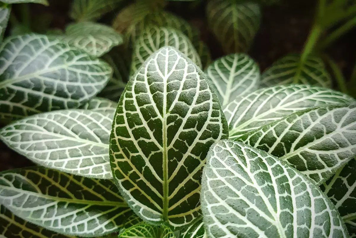 Sadnja biljaka 1.jpg