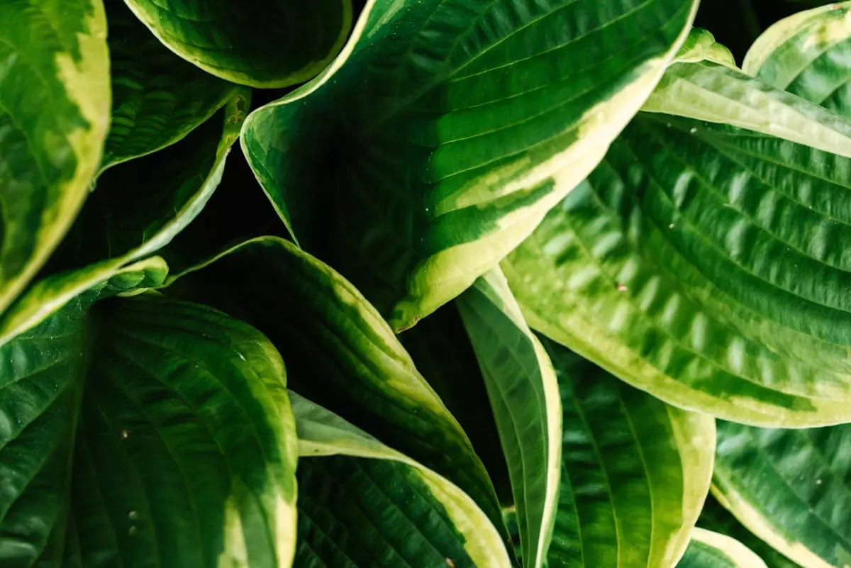 Sadnja biljaka 4.jpg